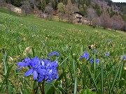 37 Scilla bifolia (Scilla silvestre) ai prati della Pigolotta di Valtorta 